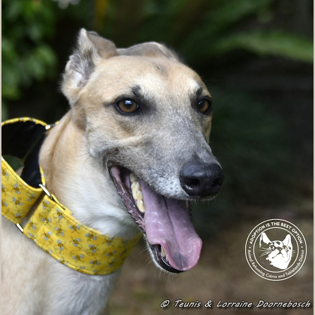 Photo of Sylvie Racing Name Silver Starline