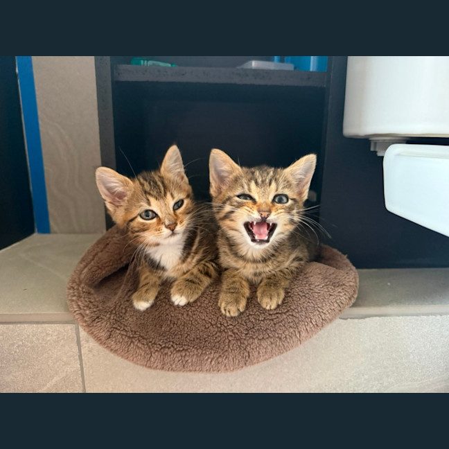 Photo of Merry & Pippin