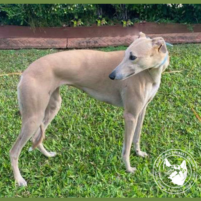 Photo of Susie (Safari Train)