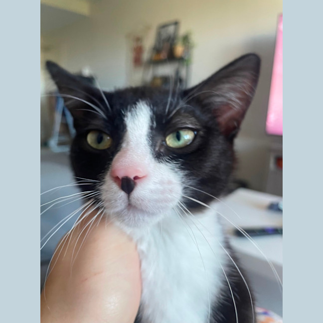 Photo of Phantom 
