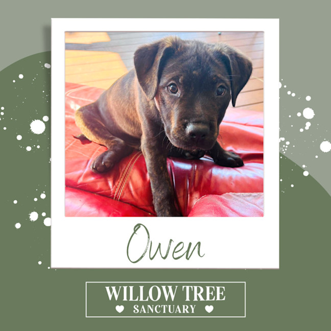 Photo of Owen