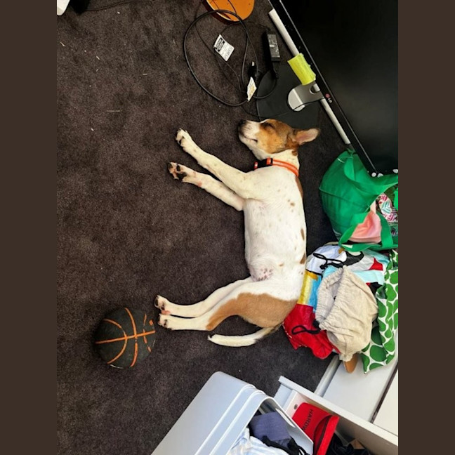 Photo of Rosie   1.5 Year Old Jack Russell Terrier X (31/12