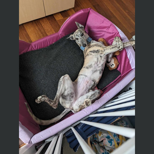 Photo of Luna, The 2 Year Old Greyhound