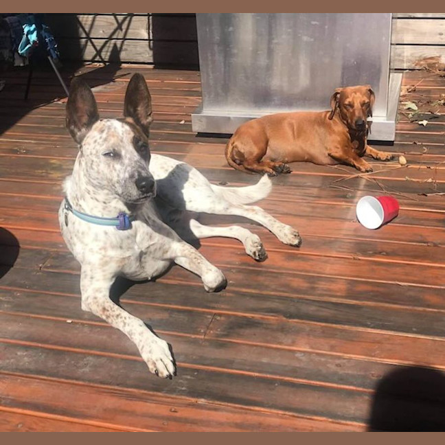 Photo of Rex