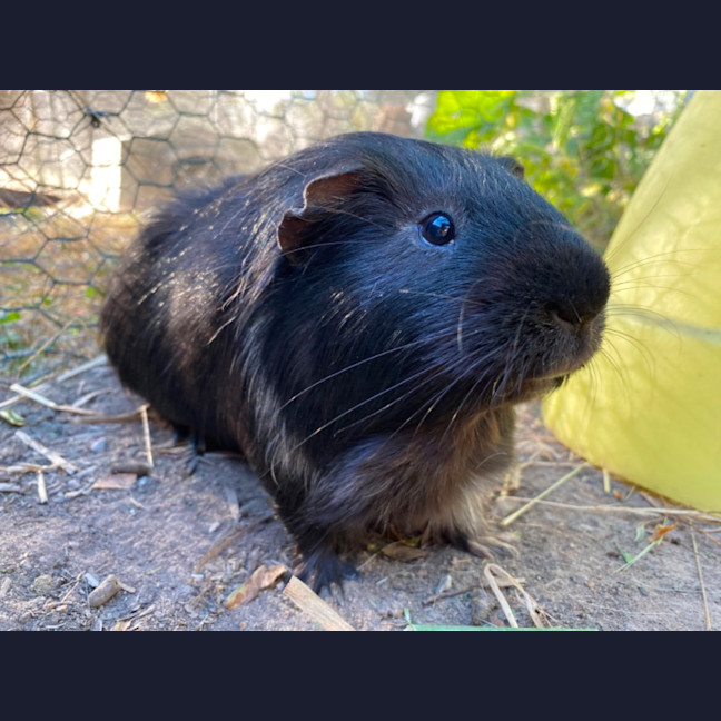 Photo of Bailey, Landon And Wooly 