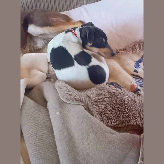 Photo of Hurkle Durkle