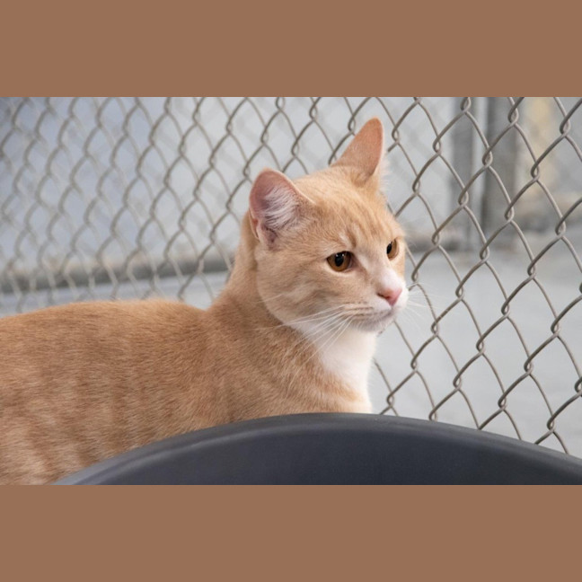 Photo of Luca Quinnell