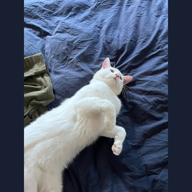 Photo of Ice