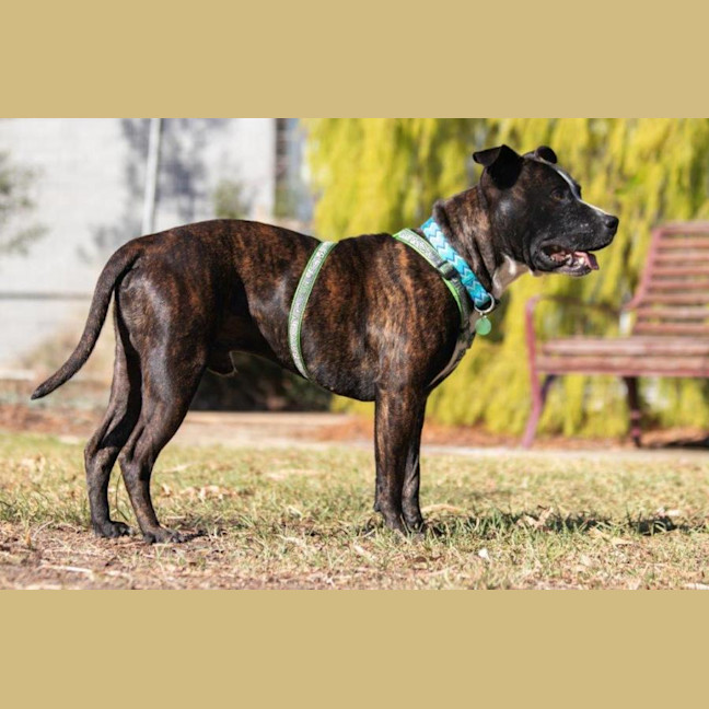 Photo of Hank Peggotty