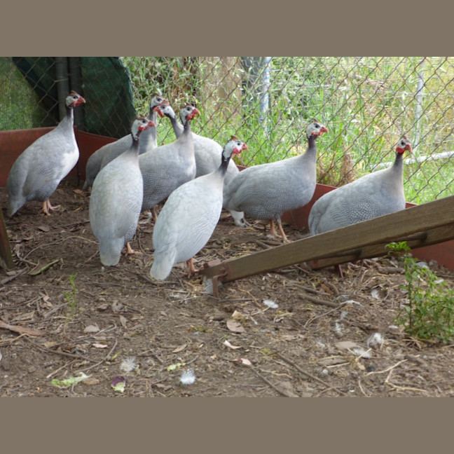 Photo of Male Guinea Fowls