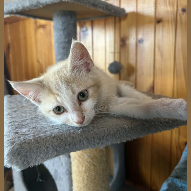Photo of Otis 