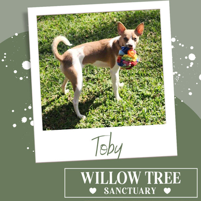 Photo of Toby