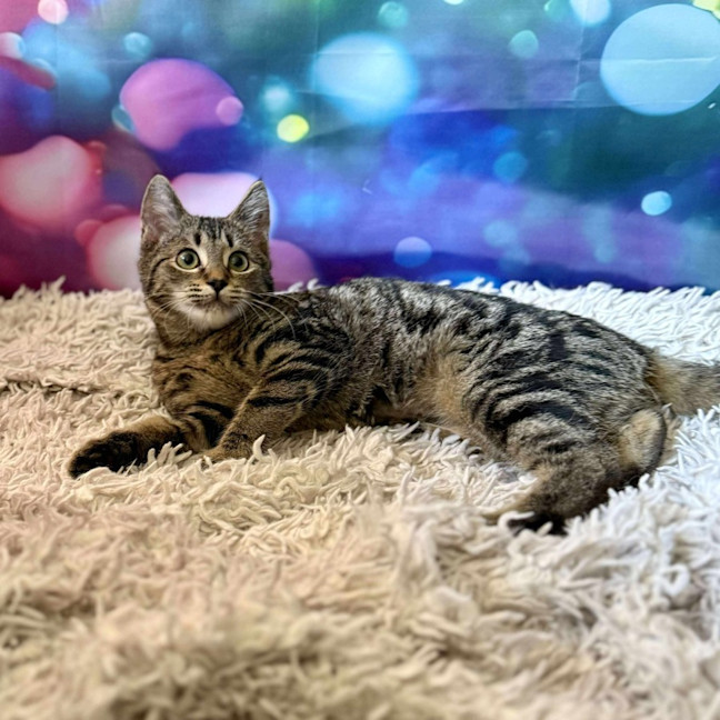 Photo of Victoria (Located In Eltham North) 