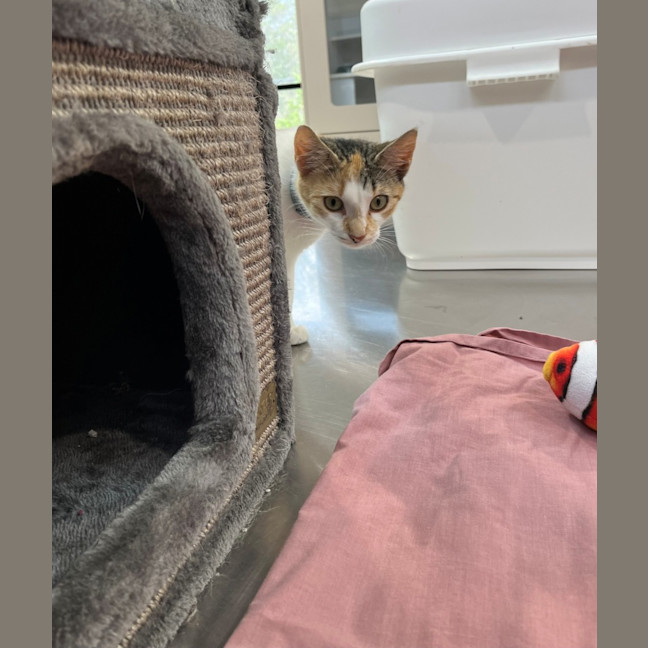 Photo of Miss Patch (9075)