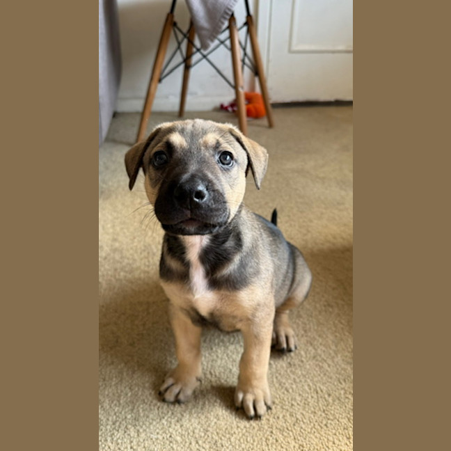 Photo of Alfie   8 Week Old Cattle Dog X Staffy