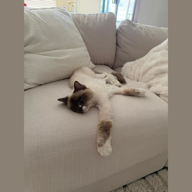 Photo of Star