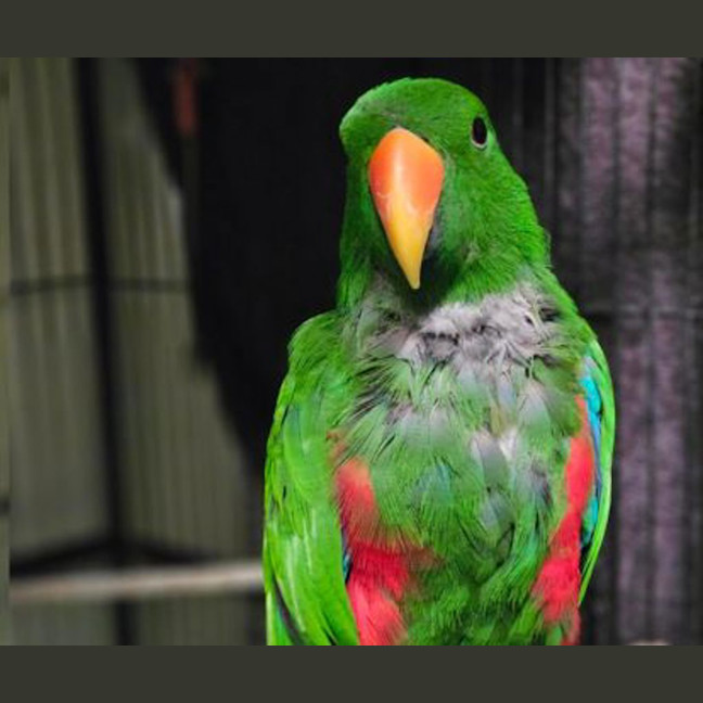 Photo of Captain Capsicum