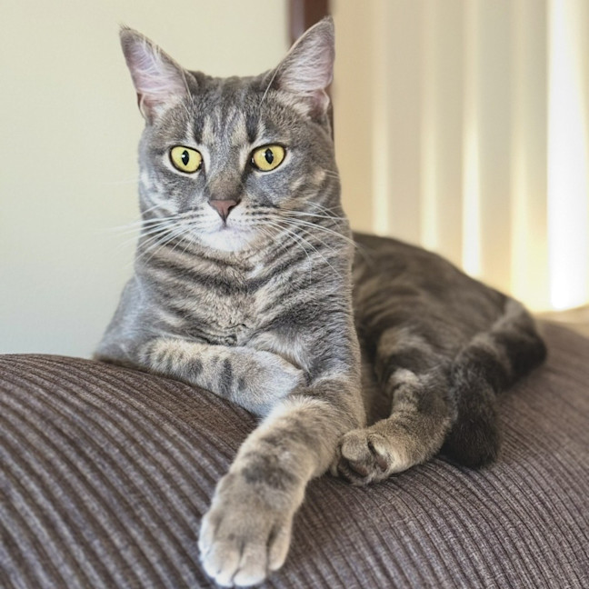 Photo of Goose