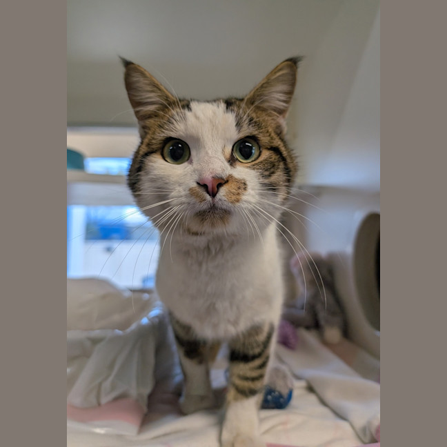 Photo of Tetto