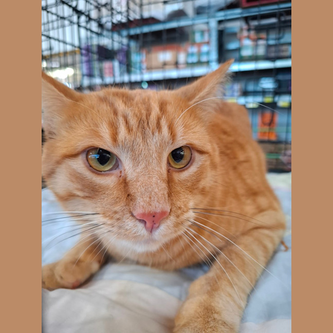 Photo of Archie
