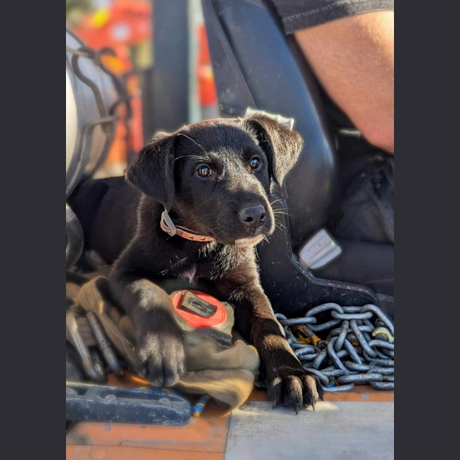 Photo of Kodi