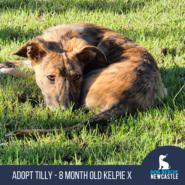 Photo of Tilly   8 Month Old Kelpie X