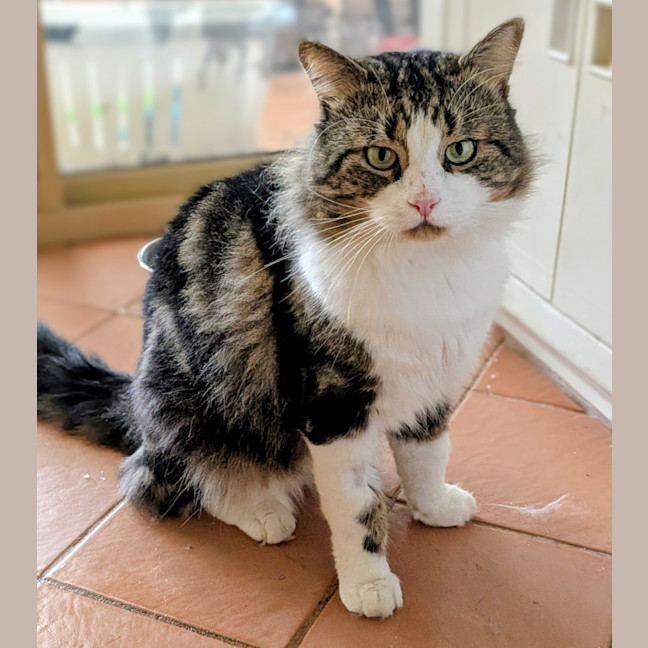 Photo of Cosmo
