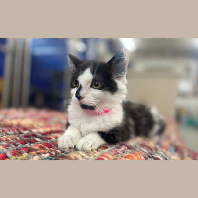 Photo of Squeak