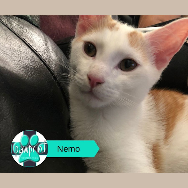 Photo of Nemo