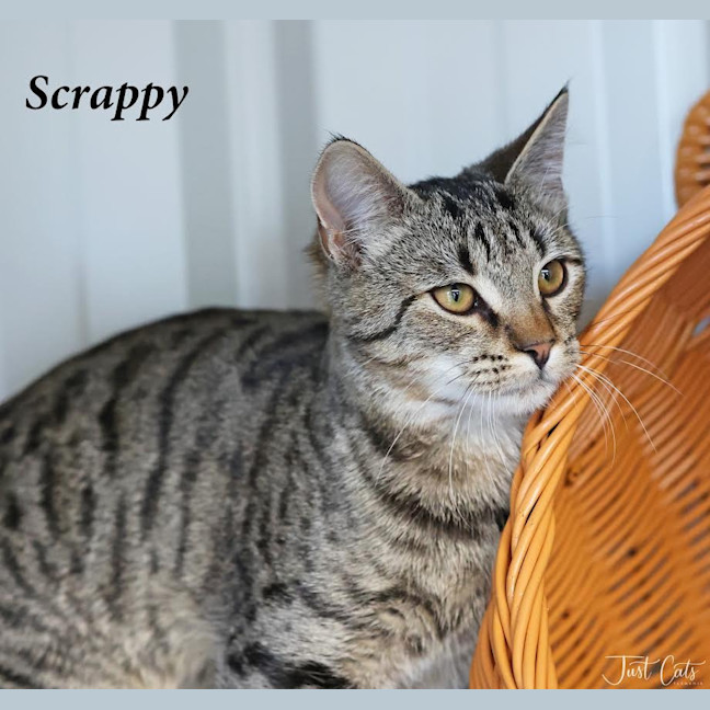 Photo of Scrappy