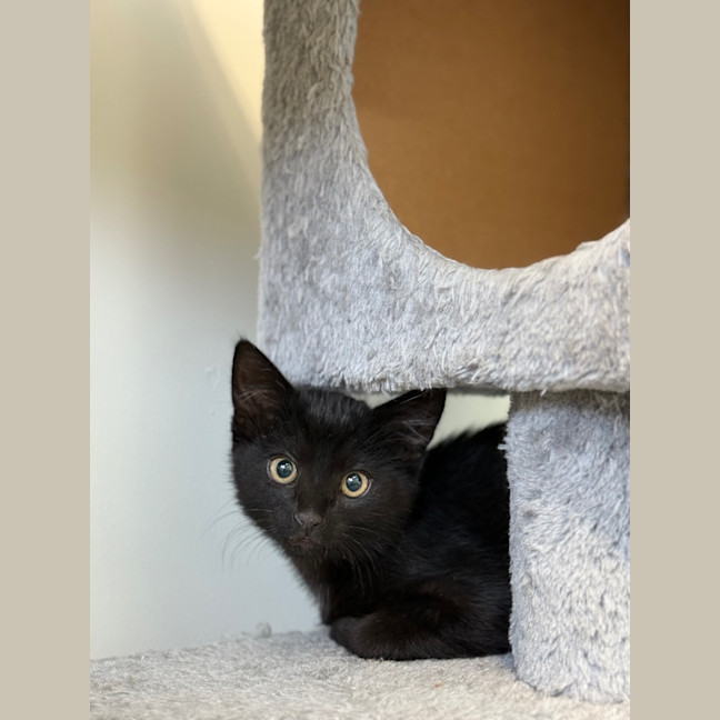 Photo of Captain Jack