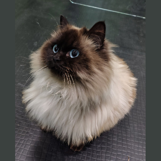 Photo of Ying