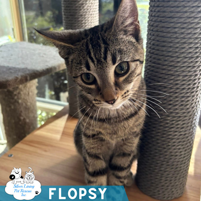 Photo of Flopsy