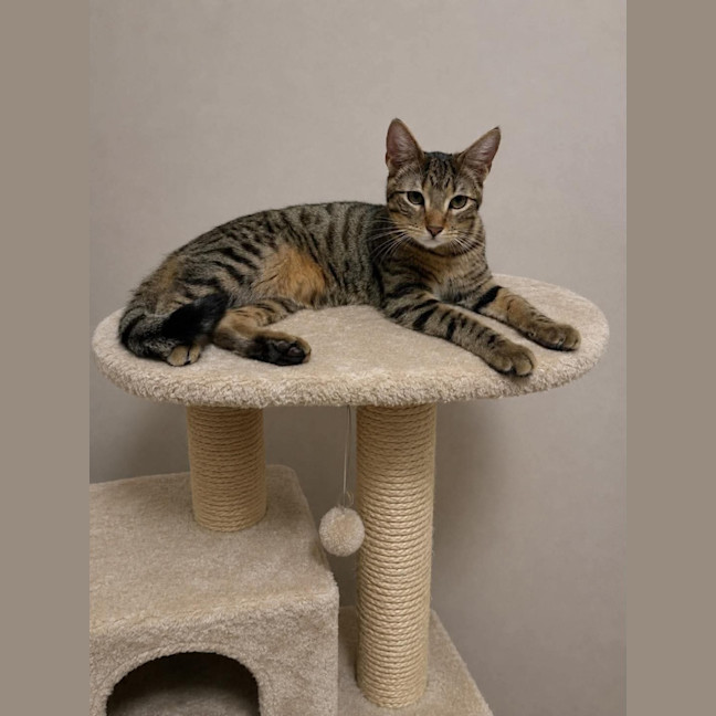 Photo of Truffle