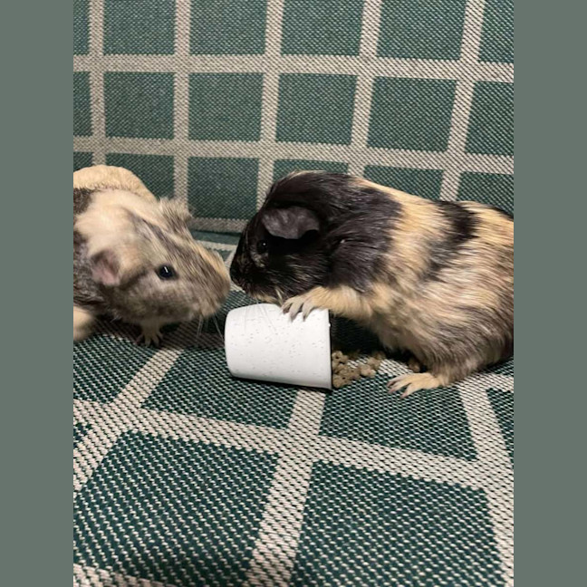 Photo of Crunchy & Tiger