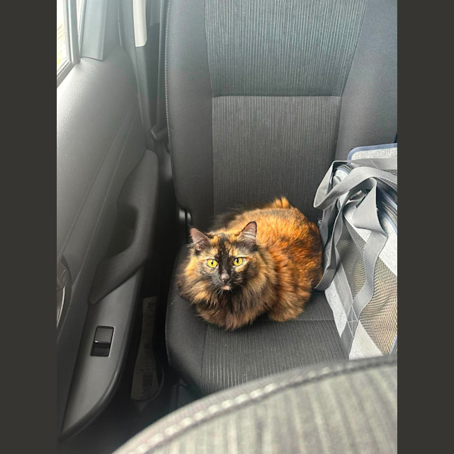 Photo of Boomkin