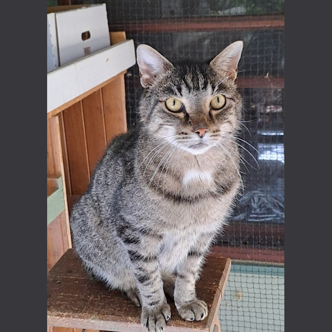 Photo of Tiger