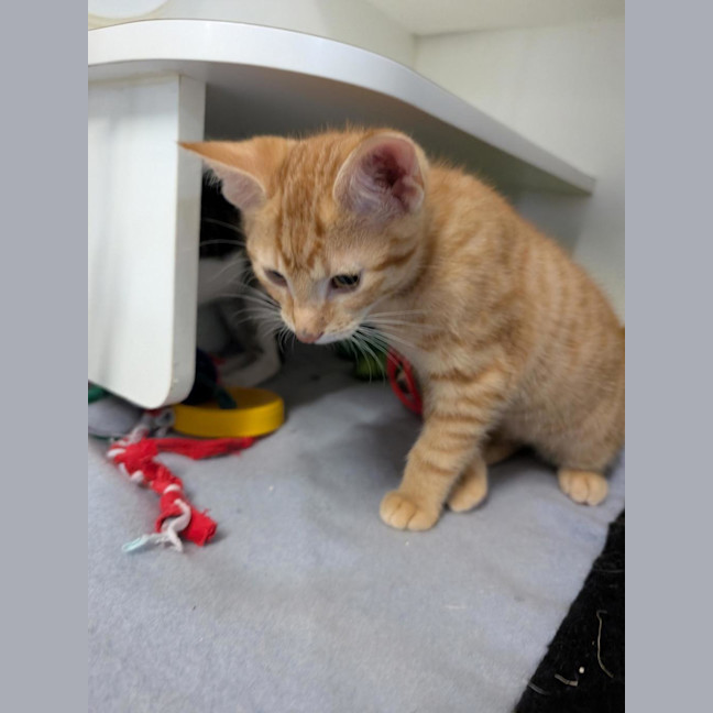 Photo of Ranga