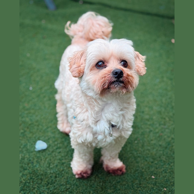 Photo of Peanut Butter