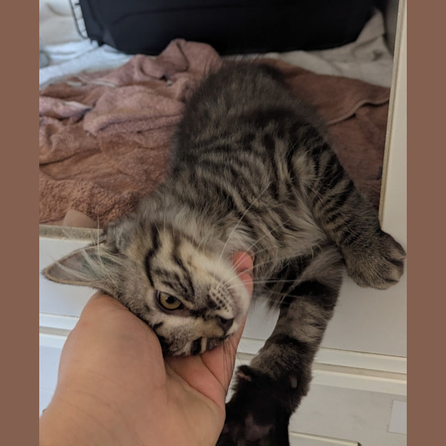 Photo of Seaberry Delight