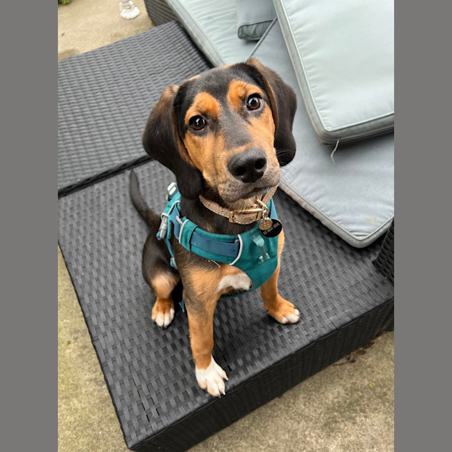 Photo of Ollie