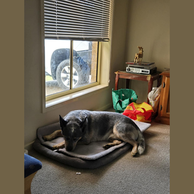 Photo of Rambo   3 Year Old Cattle Dog (Trial 26/9)