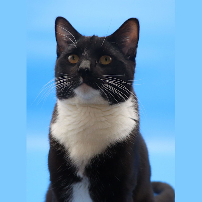 Photo of Les   Now At Pet Quarters Tuggerah