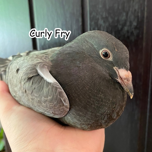Photo of Curly Fry