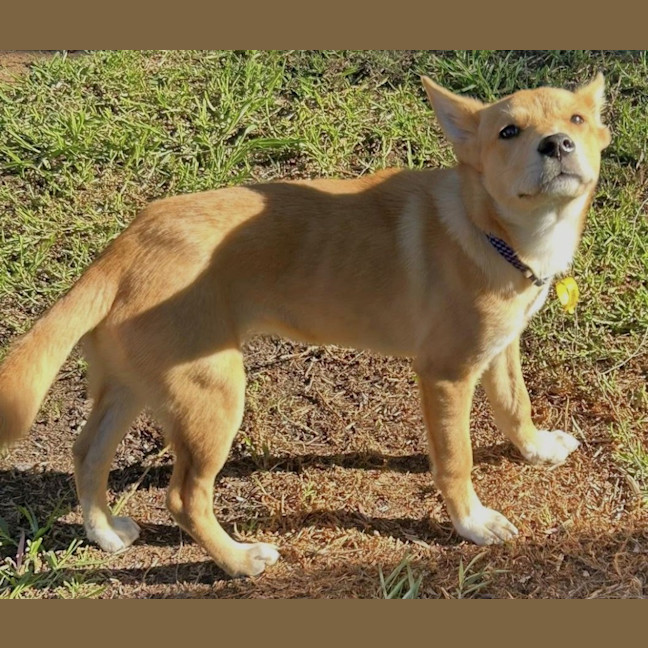 Photo of Shadow