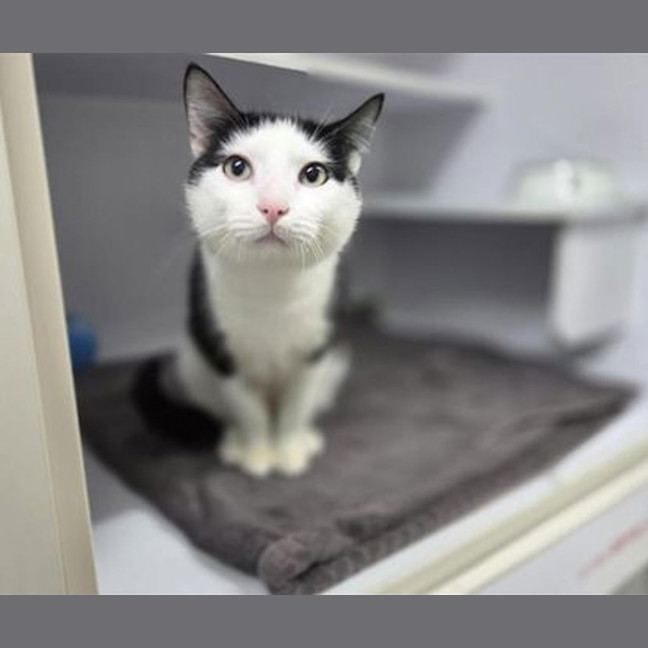 Photo of Casper