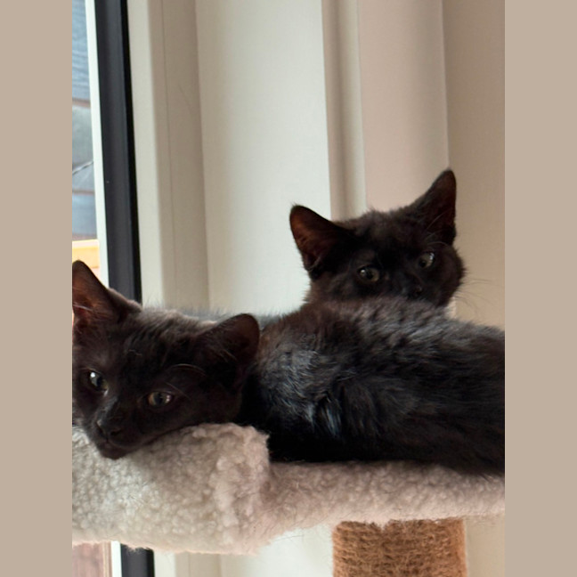 Photo of Azalea Meet Me At Petstock Chelsea