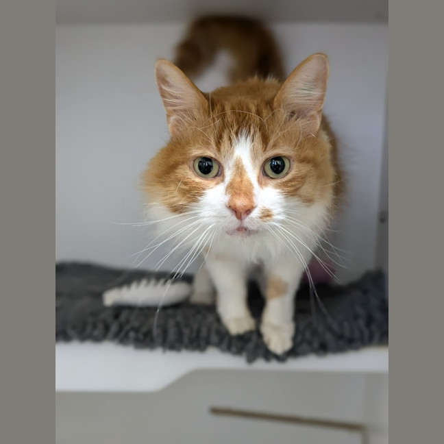 Photo of 🍩 Hector 5427 🍩