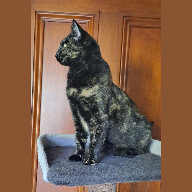 Photo of Tessa