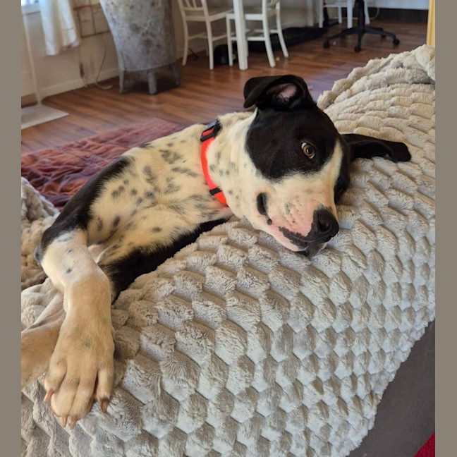 Photo of Molly *$250 Adoption Fee* 